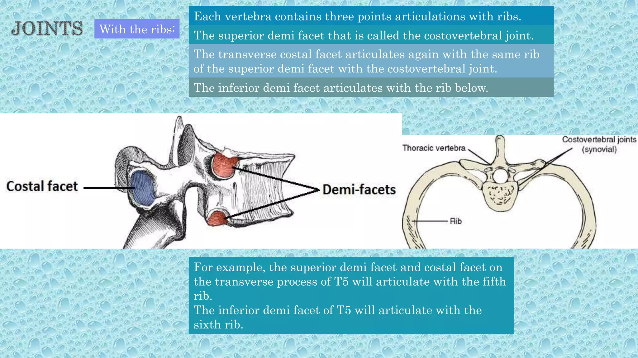 With the ribs:
Each vertebra contains three points articulations with ribs.
The superior demi facet that is called the costovertebral joint.
The transverse costal facet articulates again with the same rib
of the superior demi facet with the costovertebral joint.
The inferior demi facet articulates with the rib below.
For example, the superior demi facet and costal facet on
the transverse process of T5 will articulate with the fifth
rib.
The inferior demi facet of T5 will articulate with the
sixth rib.
 