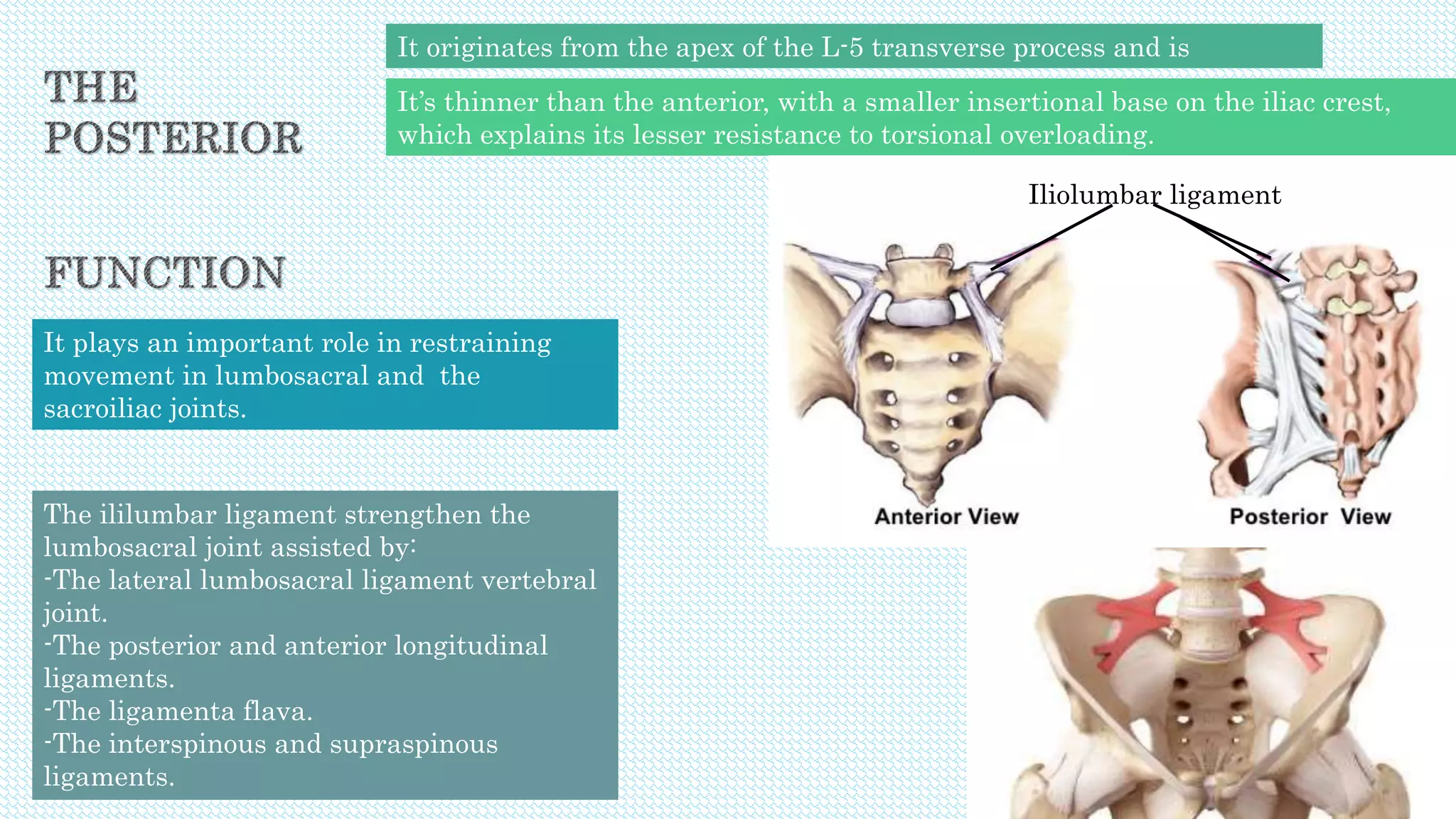 It originates from the apex of the L-5 transverse process and is
fusiform.
It’s thinner than the anterior, with a smaller insertional base on the iliac crest,
which explains its lesser resistance to torsional overloading.
It plays an important role in restraining
movement in lumbosacral and the
sacroiliac joints.
The ililumbar ligament strengthen the
lumbosacral joint assisted by:
-The lateral lumbosacral ligament vertebral
joint.
-The posterior and anterior longitudinal
ligaments.
-The ligamenta flava.
-The interspinous and supraspinous
ligaments.
Iliolumbar ligament
 