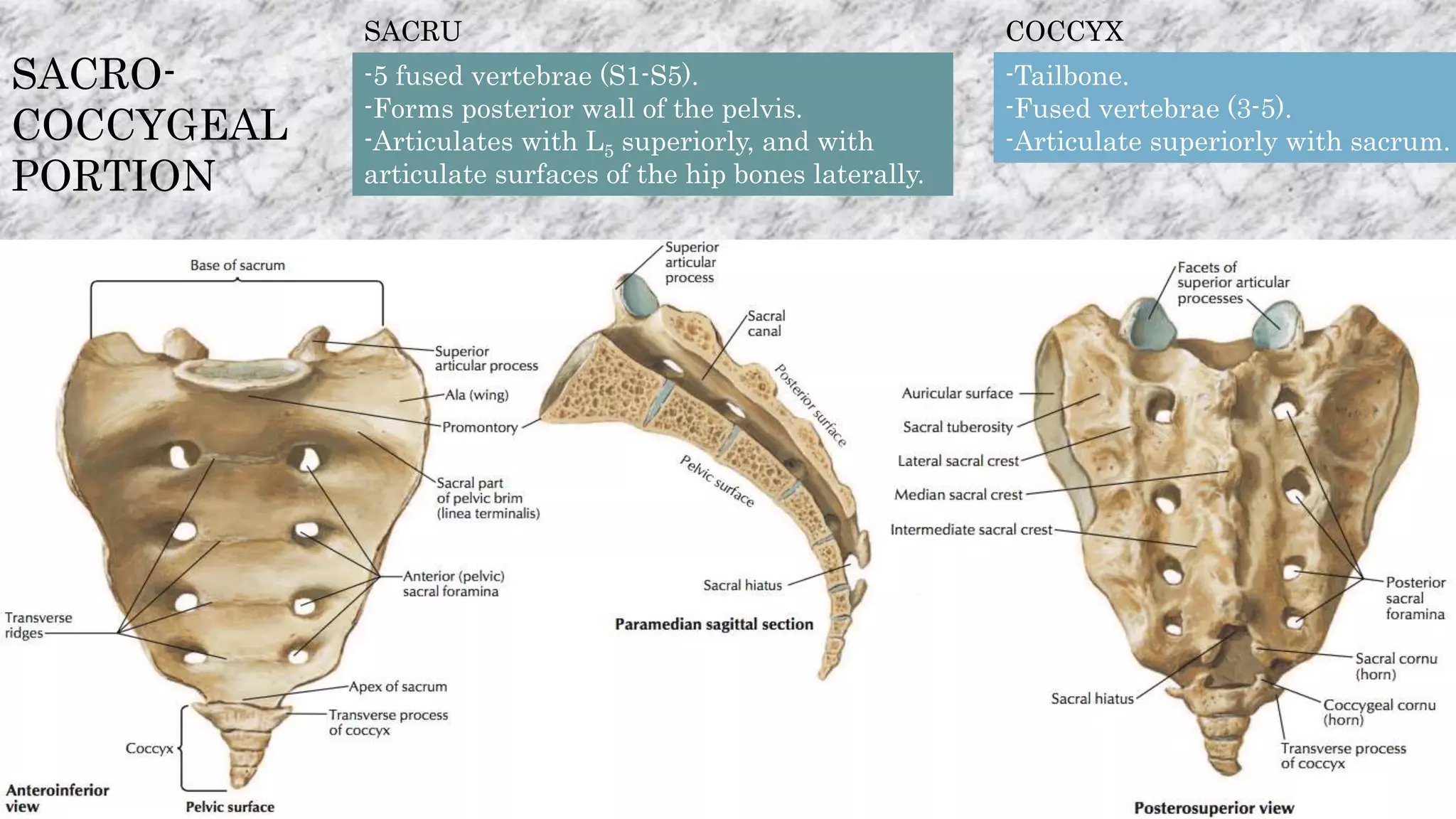 SACRO-
COCCYGEAL
PORTION
SACRU
M-5 fused vertebrae (S1-S5).
-Forms posterior wall of the pelvis.
-Articulates with L5 superiorly, and with
articulate surfaces of the hip bones laterally.
COCCYX
-Tailbone.
-Fused vertebrae (3-5).
-Articulate superiorly with sacrum.
 