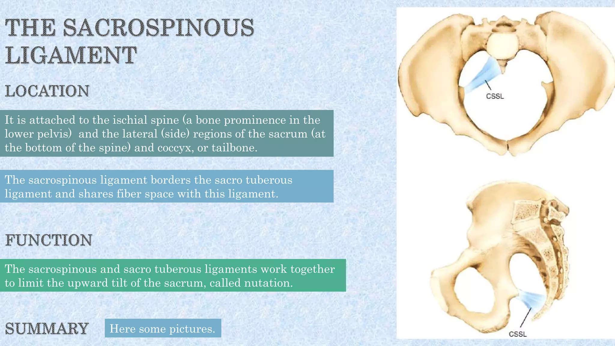 It is attached to the ischial spine (a bone prominence in the
lower pelvis) and the lateral (side) regions of the sacrum (at
the bottom of the spine) and coccyx, or tailbone.
The sacrospinous ligament borders the sacro tuberous
ligament and shares fiber space with this ligament.
The sacrospinous and sacro tuberous ligaments work together
to limit the upward tilt of the sacrum, called nutation.
Here some pictures.
 