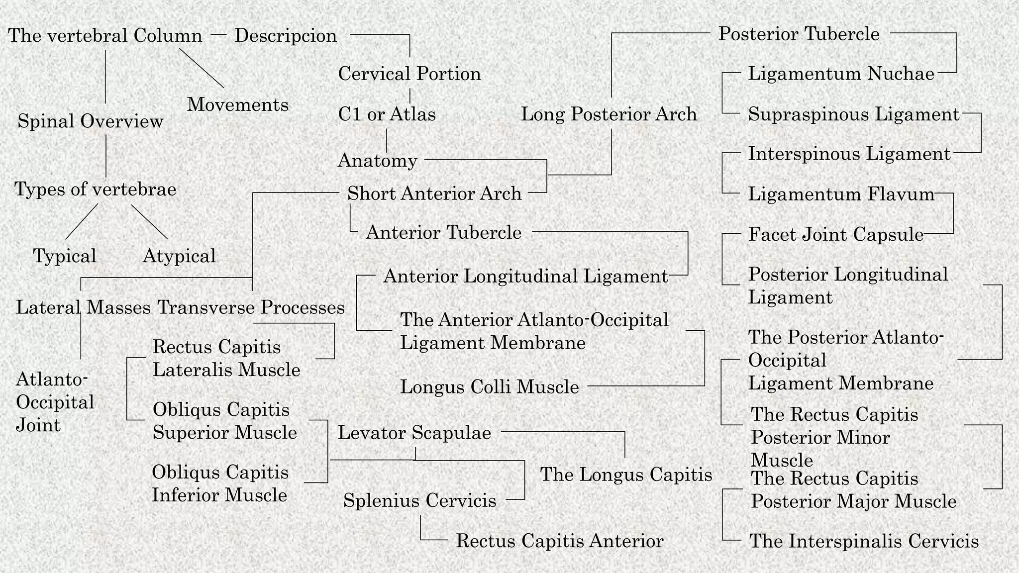The vertebral Column Descripcion
Movements
Spinal Overview
Types of vertebrae
Typical Atypical
Cervical Portion
C1 or Atlas
Anatomy
Short Anterior Arch
Long Posterior Arch
Lateral Masses Transverse Processes
Anterior Tubercle
Anterior Longitudinal Ligament
Longus Colli Muscle
Posterior Tubercle
Ligamentum Nuchae
Supraspinous Ligament
Interspinous Ligament
Ligamentum Flavum
Facet Joint Capsule
Posterior Longitudinal
Ligament
The Rectus Capitis
Posterior Minor
Muscle
The Interspinalis Cervicis
The Rectus Capitis
Posterior Major Muscle
The Anterior Atlanto-Occipital
Ligament Membrane The Posterior Atlanto-
Occipital
Ligament MembraneAtlanto-
Occipital
Joint
Rectus Capitis
Lateralis Muscle
Obliqus Capitis
Superior Muscle
Obliqus Capitis
Inferior Muscle
Levator Scapulae
Splenius Cervicis
Rectus Capitis Anterior
The Longus Capitis
 