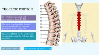 Vertebral column | PPTX