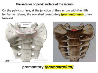 Left Promontory Vertebral column -.pptx what are tthe parts are present | PPTX