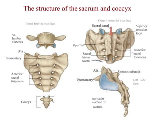 Left Promontory Vertebral column -.pptx what are tthe parts are present | PPTX