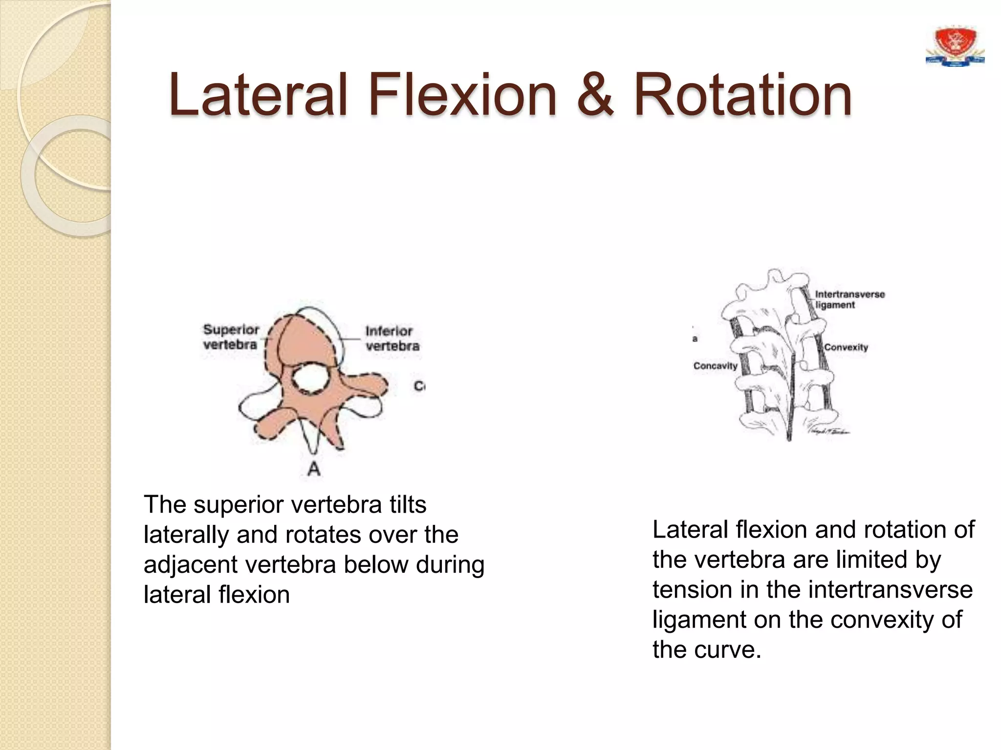 Vertebral column | PPTX