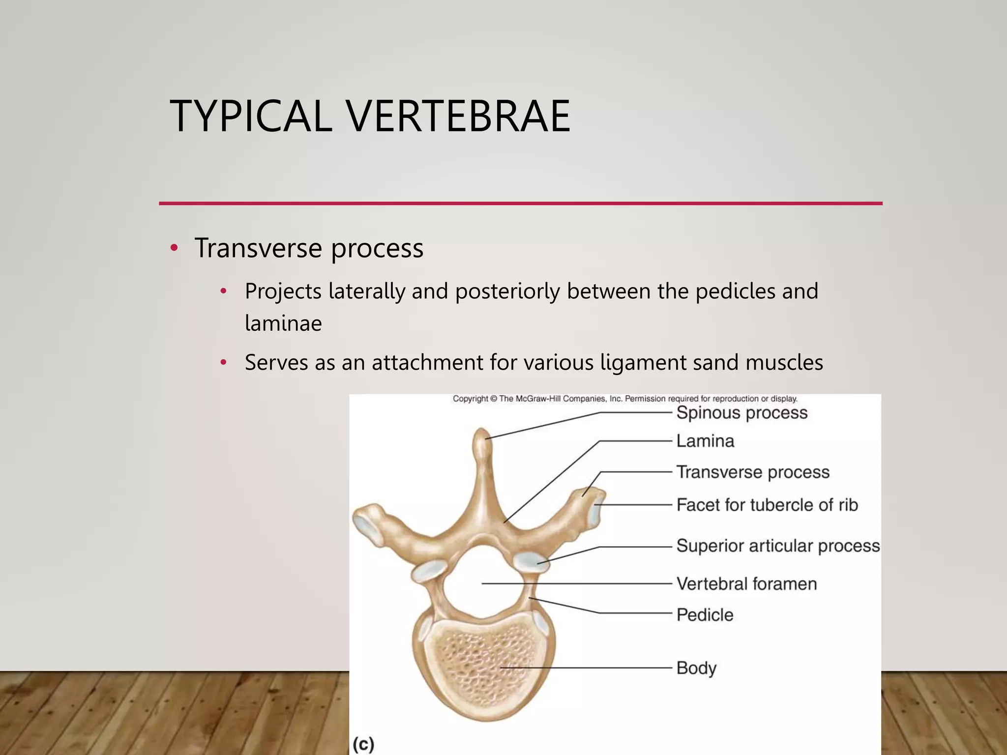 Vertebral Column.ppt