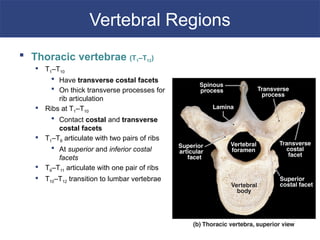 VERTEBRAL COLUMN and thoracic cavity .pptx