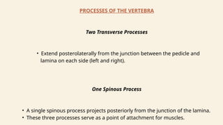 Vertebral column curves and typical vertebra | PPTX