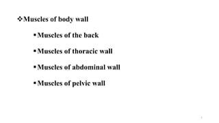 Muscles of body wall
Muscles of the back
Muscles of thoracic wall
Muscles of abdominal wall
Muscles of pelvic wall
1
 