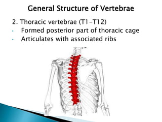 Vertebral Column Anatomy and Embryology At a glance | PPT