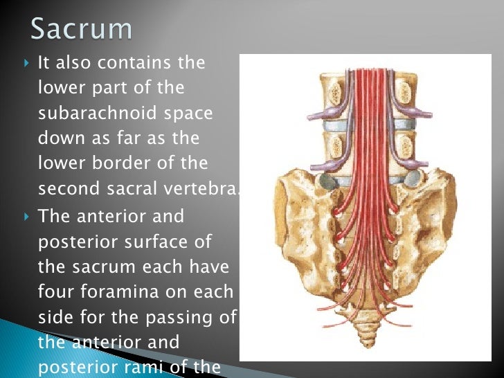 Vertebral Column And Contents Of The Vertebral Canal