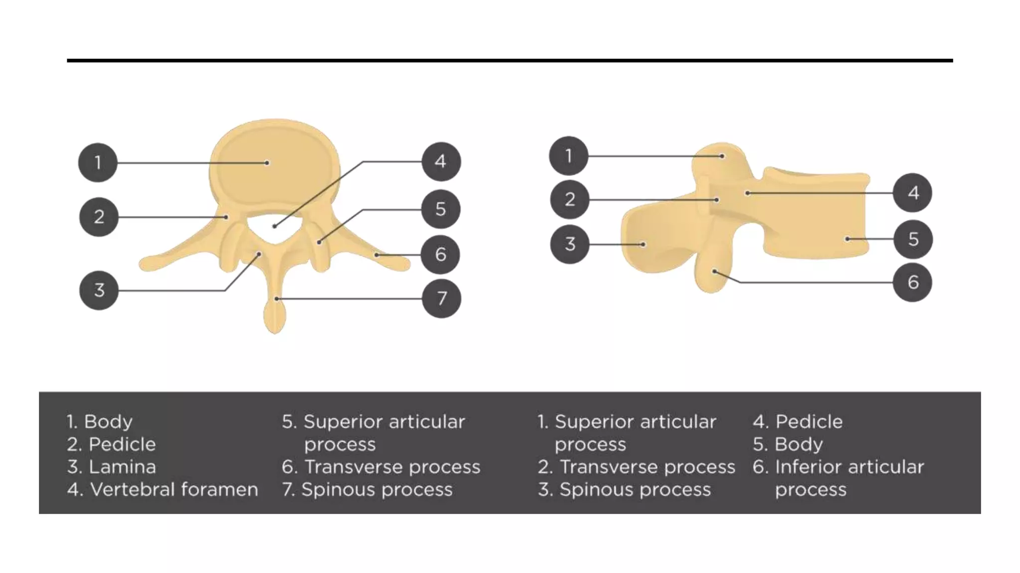 Vertebral Pathologies Vertebral column associated pathology and radiographic appearance | PPTX