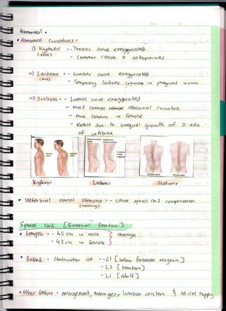 Vertebral Column Lecture
