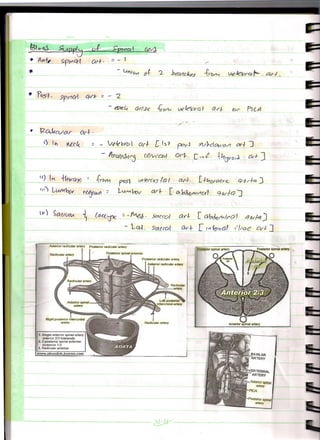 Vertebral Column Lecture