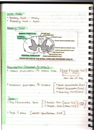Vertebral Column Lecture