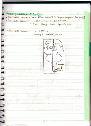 Vertebral Column Lecture