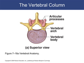 Copyright © 2009 Pearson Education, Inc., publishing as Pearson Benjamin Cummings
The Vertebral Column
Figure 7–18a Vertebral Anatomy.
 