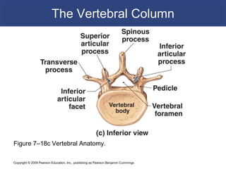 Copyright © 2009 Pearson Education, Inc., publishing as Pearson Benjamin Cummings
The Vertebral Column
Figure 7–18c Vertebral Anatomy.
 
