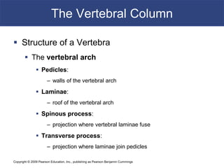 Copyright © 2009 Pearson Education, Inc., publishing as Pearson Benjamin Cummings
The Vertebral Column
 Structure of a Vertebra
 The vertebral arch
 Pedicles:
– walls of the vertebral arch
 Laminae:
– roof of the vertebral arch
 Spinous process:
– projection where vertebral laminae fuse
 Transverse process:
– projection where laminae join pedicles
 
