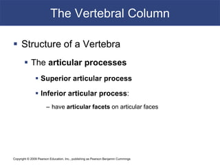 Copyright © 2009 Pearson Education, Inc., publishing as Pearson Benjamin Cummings
The Vertebral Column
 Structure of a Vertebra
 The articular processes
 Superior articular process
 Inferior articular process:
– have articular facets on articular faces
 