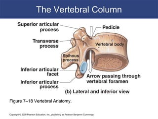 Copyright © 2009 Pearson Education, Inc., publishing as Pearson Benjamin Cummings
The Vertebral Column
Figure 7–18 Vertebral Anatomy.
 