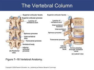 Copyright © 2009 Pearson Education, Inc., publishing as Pearson Benjamin Cummings
The Vertebral Column
Figure 7–18 Vertebral Anatomy.
 