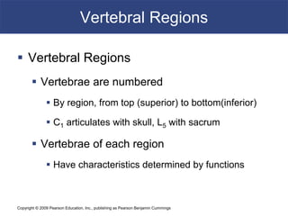 Copyright © 2009 Pearson Education, Inc., publishing as Pearson Benjamin Cummings
Vertebral Regions
 Vertebral Regions
 Vertebrae are numbered
 By region, from top (superior) to bottom(inferior)
 C1 articulates with skull, L5 with sacrum
 Vertebrae of each region
 Have characteristics determined by functions
 