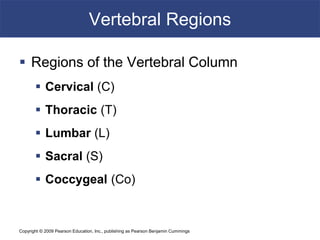 Copyright © 2009 Pearson Education, Inc., publishing as Pearson Benjamin Cummings
Vertebral Regions
 Regions of the Vertebral Column
 Cervical (C)
 Thoracic (T)
 Lumbar (L)
 Sacral (S)
 Coccygeal (Co)
 