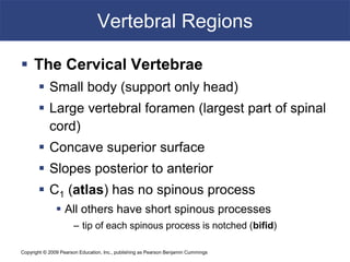 Copyright © 2009 Pearson Education, Inc., publishing as Pearson Benjamin Cummings
Vertebral Regions
 The Cervical Vertebrae
 Small body (support only head)
 Large vertebral foramen (largest part of spinal
cord)
 Concave superior surface
 Slopes posterior to anterior
 C1 (atlas) has no spinous process
 All others have short spinous processes
– tip of each spinous process is notched (bifid)
 