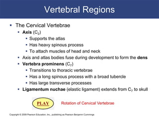 Copyright © 2009 Pearson Education, Inc., publishing as Pearson Benjamin Cummings
Vertebral Regions
 The Cervical Vertebrae
 Axis (C2)
 Supports the atlas
 Has heavy spinous process
 To attach muscles of head and neck
 Axis and atlas bodies fuse during development to form the dens
 Vertebra prominens (C7)
 Transitions to thoracic vertebrae
 Has a long spinous process with a broad tubercle
 Has large transverse processes
 Ligamentum nuchae (elastic ligament) extends from C7 to skull
Rotation of Cervical Vertebrae
 