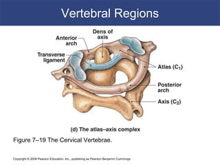 Copyright © 2009 Pearson Education, Inc., publishing as Pearson Benjamin Cummings
Vertebral Regions
Figure 7–19 The Cervical Vertebrae.
 