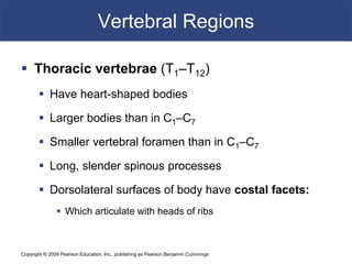 Copyright © 2009 Pearson Education, Inc., publishing as Pearson Benjamin Cummings
Vertebral Regions
 Thoracic vertebrae (T1–T12)
 Have heart-shaped bodies
 Larger bodies than in C1–C7
 Smaller vertebral foramen than in C1–C7
 Long, slender spinous processes
 Dorsolateral surfaces of body have costal facets:
 Which articulate with heads of ribs
 