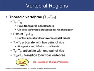 Copyright © 2009 Pearson Education, Inc., publishing as Pearson Benjamin Cummings
Vertebral Regions
 Thoracic vertebrae (T1–T12)
 T1–T10
 Have transverse costal facets
 On thick transverse processes for rib articulation
 Ribs at T1–T10
 Contact costal and transverse costal facets
 T1–T8 articulate with two pairs of ribs
 At superior and inferior costal facets
 T9–T11 articulate with one pair of ribs
 T10–T12 transition to lumbar vertebrae
3D Rotation of Thoracic Vertebrae
 