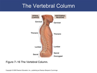 Copyright © 2009 Pearson Education, Inc., publishing as Pearson Benjamin Cummings
The Vertebral Column
Figure 7–16 The Vertebral Column.
 