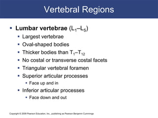 Copyright © 2009 Pearson Education, Inc., publishing as Pearson Benjamin Cummings
Vertebral Regions
 Lumbar vertebrae (L1–L5)
 Largest vertebrae
 Oval-shaped bodies
 Thicker bodies than T1–T12
 No costal or transverse costal facets
 Triangular vertebral foramen
 Superior articular processes
 Face up and in
 Inferior articular processes
 Face down and out
 