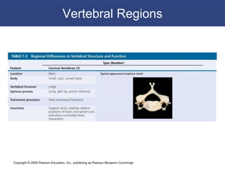Copyright © 2009 Pearson Education, Inc., publishing as Pearson Benjamin Cummings
Vertebral Regions
 