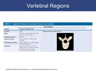 Copyright © 2009 Pearson Education, Inc., publishing as Pearson Benjamin Cummings
Vertebral Regions
 