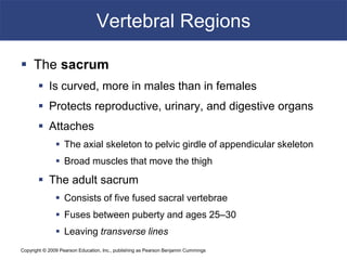 Copyright © 2009 Pearson Education, Inc., publishing as Pearson Benjamin Cummings
Vertebral Regions
 The sacrum
 Is curved, more in males than in females
 Protects reproductive, urinary, and digestive organs
 Attaches
 The axial skeleton to pelvic girdle of appendicular skeleton
 Broad muscles that move the thigh
 The adult sacrum
 Consists of five fused sacral vertebrae
 Fuses between puberty and ages 25–30
 Leaving transverse lines
 