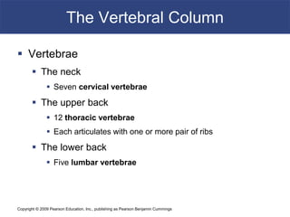 Copyright © 2009 Pearson Education, Inc., publishing as Pearson Benjamin Cummings
The Vertebral Column
 Vertebrae
 The neck
 Seven cervical vertebrae
 The upper back
 12 thoracic vertebrae
 Each articulates with one or more pair of ribs
 The lower back
 Five lumbar vertebrae
 