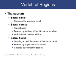 Copyright © 2009 Pearson Education, Inc., publishing as Pearson Benjamin Cummings
Vertebral Regions
 The sacrum
 Sacral canal
 Replaces the vertebral canal
 Sacral cornua
 Horn shaped
 Formed by laminae of the fifth sacral vertebra
 Which do not meet at midline
 Sacral hiatus
 Opening at the inferior end of the sacral canal
 Formed by ridges of sacral cornua
 Covered by connective tissues
 