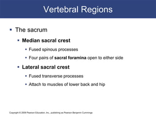 Copyright © 2009 Pearson Education, Inc., publishing as Pearson Benjamin Cummings
Vertebral Regions
 The sacrum
 Median sacral crest
 Fused spinous processes
 Four pairs of sacral foramina open to either side
 Lateral sacral crest
 Fused transverse processes
 Attach to muscles of lower back and hip
 