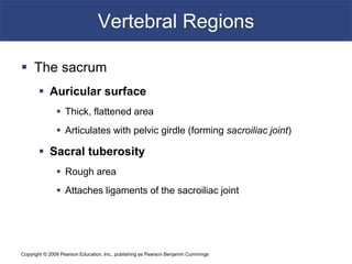 Copyright © 2009 Pearson Education, Inc., publishing as Pearson Benjamin Cummings
Vertebral Regions
 The sacrum
 Auricular surface
 Thick, flattened area
 Articulates with pelvic girdle (forming sacroiliac joint)
 Sacral tuberosity
 Rough area
 Attaches ligaments of the sacroiliac joint
 