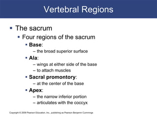 Copyright © 2009 Pearson Education, Inc., publishing as Pearson Benjamin Cummings
Vertebral Regions
 The sacrum
 Four regions of the sacrum
 Base:
– the broad superior surface
 Ala:
– wings at either side of the base
– to attach muscles
 Sacral promontory:
– at the center of the base
 Apex:
– the narrow inferior portion
– articulates with the coccyx
 