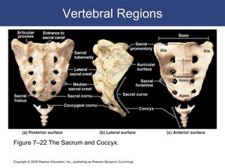 Copyright © 2009 Pearson Education, Inc., publishing as Pearson Benjamin Cummings
Vertebral Regions
Figure 7–22 The Sacrum and Coccyx.
 