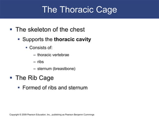 Copyright © 2009 Pearson Education, Inc., publishing as Pearson Benjamin Cummings
The Thoracic Cage
 The skeleton of the chest
 Supports the thoracic cavity
 Consists of:
– thoracic vertebrae
– ribs
– sternum (breastbone)
 The Rib Cage
 Formed of ribs and sternum
 