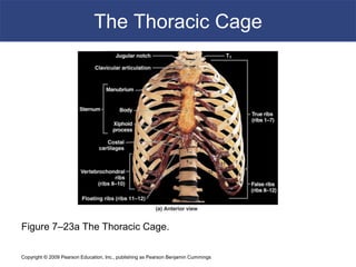 Copyright © 2009 Pearson Education, Inc., publishing as Pearson Benjamin Cummings
The Thoracic Cage
Figure 7–23a The Thoracic Cage.
 