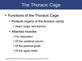 Copyright © 2009 Pearson Education, Inc., publishing as Pearson Benjamin Cummings
The Thoracic Cage
 Functions of the Thoracic Cage
 Protects organs of the thoracic cavity
 Heart, lungs, and thymus
 Attaches muscles
 For respiration
 Of the vertebral column
 Of the pectoral girdle
 Of the upper limbs
 