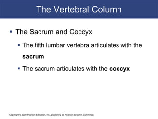Copyright © 2009 Pearson Education, Inc., publishing as Pearson Benjamin Cummings
The Vertebral Column
 The Sacrum and Coccyx
 The fifth lumbar vertebra articulates with the
sacrum
 The sacrum articulates with the coccyx
 