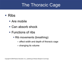 Copyright © 2009 Pearson Education, Inc., publishing as Pearson Benjamin Cummings
The Thoracic Cage
 Ribs
 Are mobile
 Can absorb shock
 Functions of ribs
 Rib movements (breathing):
– affect width and depth of thoracic cage
– changing its volume
 
