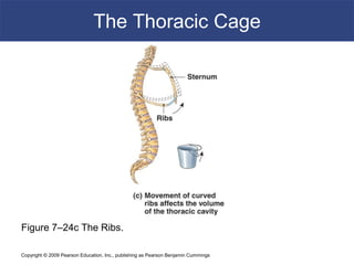 Copyright © 2009 Pearson Education, Inc., publishing as Pearson Benjamin Cummings
The Thoracic Cage
Figure 7–24c The Ribs.
 